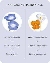Annual Vs Perennial Vs Biennial - Annual Biennial Perennial Meaning