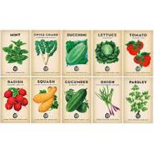 Beginner Vegetable Seeds - What Vegetable Seeds Are Easy To Grow