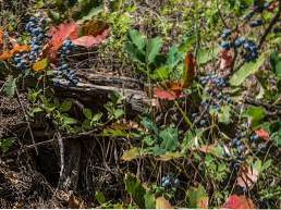 Rostlina hroznů Cascade Oregon Informace o péči o hrozny Oregon v zahradách