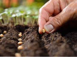 Pěstování zeleninových semen - výsadba čerstvě sklizených semen ze zeleniny