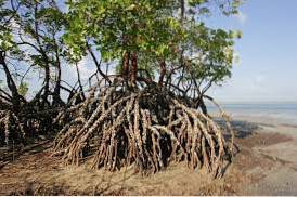 Jenis akar pokok bakau