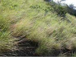 Какво представлява Bluebunch Wheatgrass Bluebunch Wheatgrass Грижи и информация