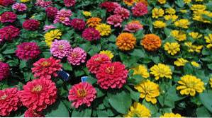 nejlepší semena květin