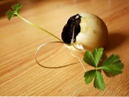 Ghivece de semințe de coajă de ouă învățând copiilor cum să crească răsaduri într-o coajă de ou